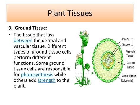 What Are The Types Of Cells In Plant Tissue? – ArtOfBonsai.org