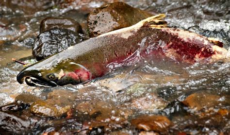 Robin Loznak Photography: Spawning salmon