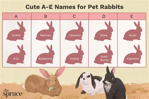 Pet Rabbit Names That Start With 'A' Through 'E'