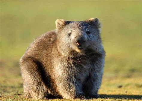 Wombat Behavior - AnimalBehaviorCorner