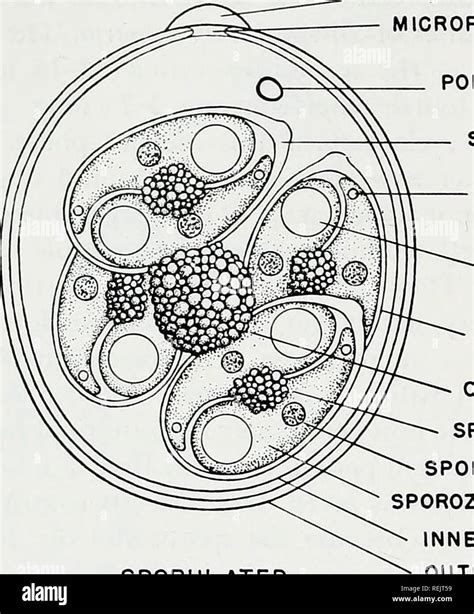 . The coccidian parasites (Protozoa, Sporozoa) of rodents. Coccidium ...