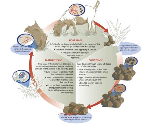 Roundworm Life Cycle and Larval Availability - Western Australia - WormBoss