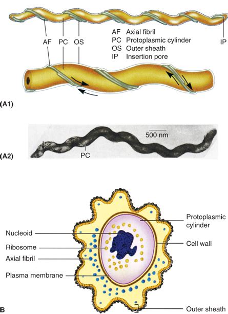 Spirochetes | Sherris Medical Microbiology, 6e | AccessMedicine ...