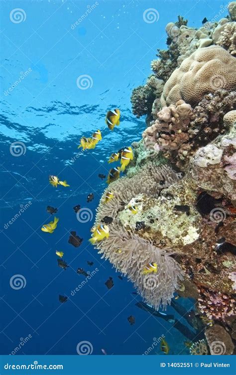 Clownfish on a coral reef stock image. Image of fish - 14052551