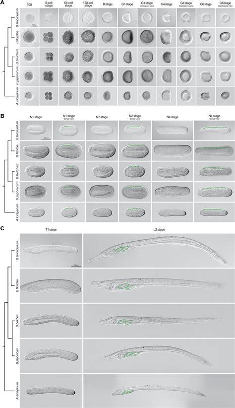 Frontiers | An Updated Staging System for Cephalochordate Development ...