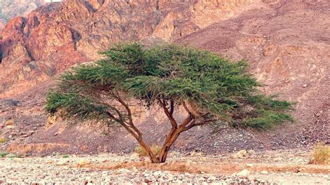 Desert Plants Adaptations • Ein Gedi Oasis Private Tours in Israel