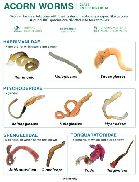 Acorn Worm - Anatomy, Habitat, Classification, & Pictures