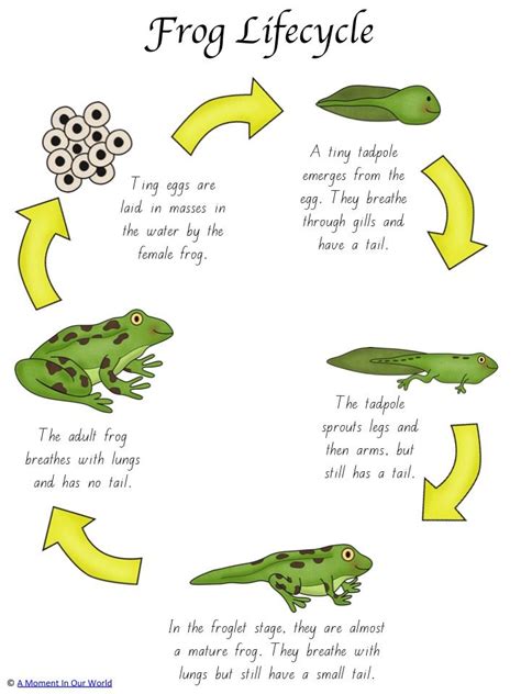 Frog Life Cycle Activity Pack | Life cycles activities, Frog life cycle ...