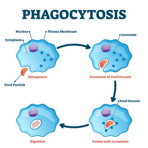 100+ Phagocytosis Diagram Stock Illustrations, Royalty-Free Vector ...