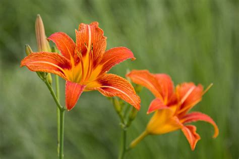 DayLily: Grow & Care for Hemerocallis Fulva - RayaGarden