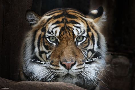 Leone Leveanasiga: Sumatran Tiger