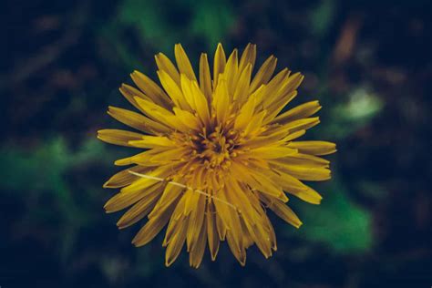 What Is Dandelion Tea Good For? - My Tea Vault