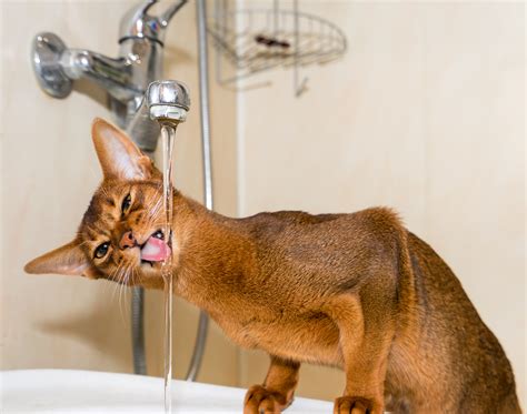 Abyssinian Cat Personality Traits - AbyssinianCat.org