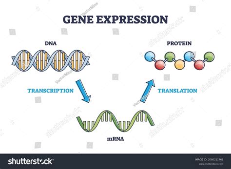 Gene Expression Dna Transcription Mrna Protein Stock Vector (Royalty ...