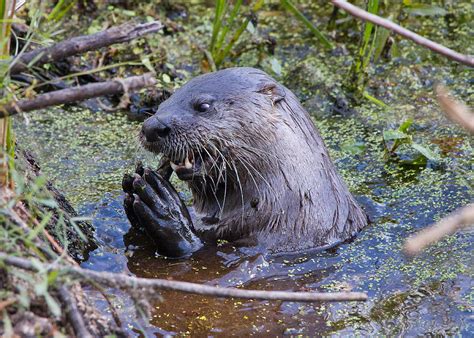 The Otter Eats Photograph by Phil Stone