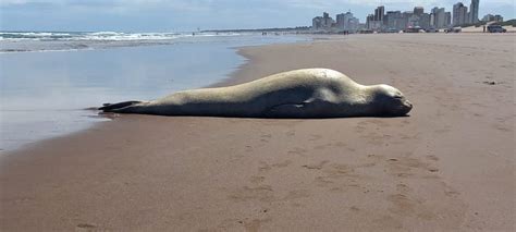 Elefantes marinos en la playa: por qué aparecen y qué debe hacer el ...