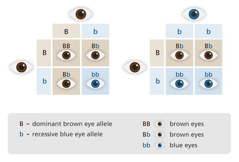 Que Es La Herencia Genetica Asociacion Macula Retina Eye Color Chart ...