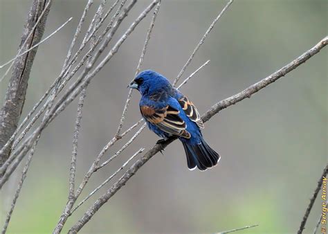 2021/05/16 - Blue grosbeak - 6 photos