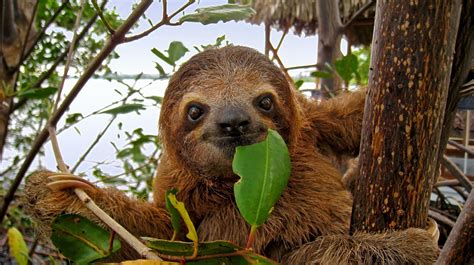 Study shakes up sloth family tree | University of Chicago News