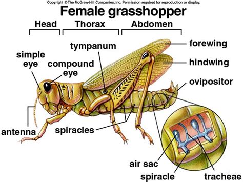 Internal Anatomy Of Grasshopper - Anatomy Reading Source