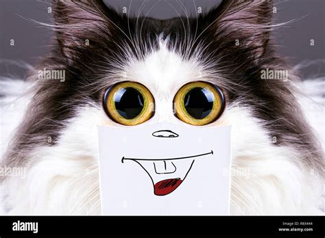 black and white funny cat with big eyes and smile on cardboard Stock ...