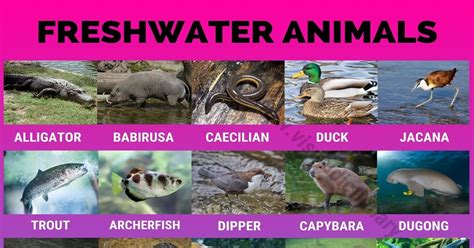 Freshwater Animals: 60 Best Animals that Live in Freshwater Habitats ...