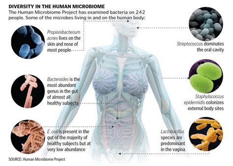 How Many Bacteria In The Human Body - all about bacteria images