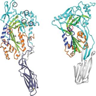 Normal function of perforin with a valine substitution at residue 211 ...