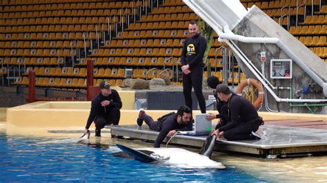 Loro Parque espera que la orca Morgan dé a luz al final del verano - La ...