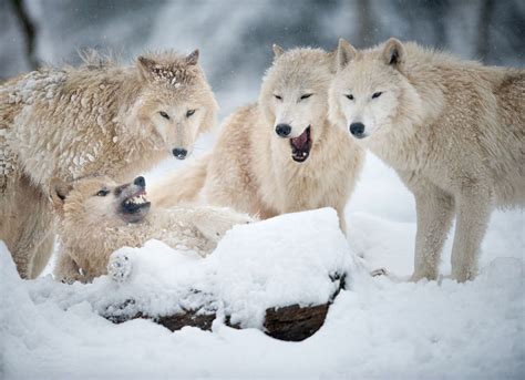 Arctic Wolves Pack | Arctic wolf, Alaskan wildlife, Wildlife