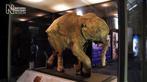 Mammoths: Ice Age Giants - the preview | Natural History Museum - YouTube