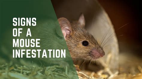 Signs of a Mouse Infestation - Evade Pest Management