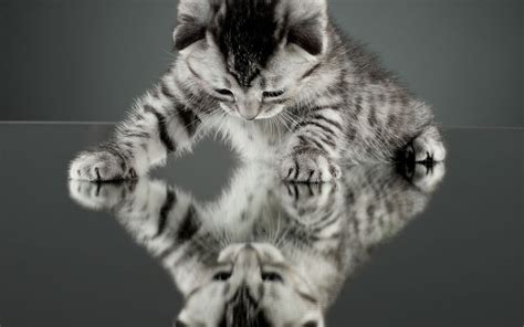 nature, Cat, Kittens, Reflection Wallpapers HD / Desktop and Mobile ...