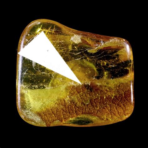 Amber Fossils