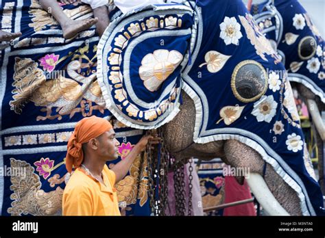 Sri Lanka Kandy Esala Perahera parade elephants costume caparison ...