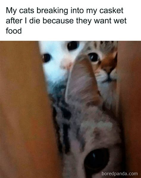 50 Hilarious Cat Memes From Happycat318 Instagram Account We’re ...