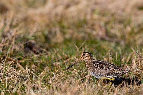 Country Captures: Snipe Hunting Anyone?