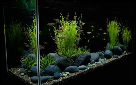 black pebble aquarium - Google Search | Betta fish tank, Fish tank ...