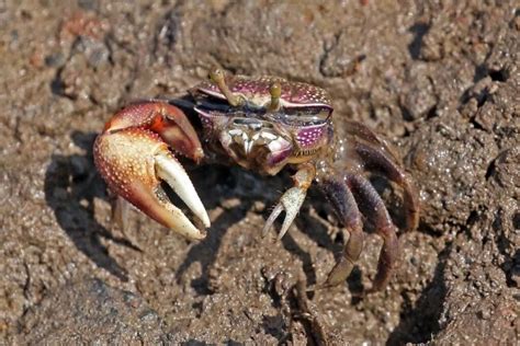 Fiddler Crab Care: Habitat, Food, Tank Mates, Setup...