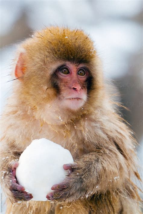 "Young Japanese Macaque (Macaca Fuscata) / Snow Monkey, Joshin-etsu ...