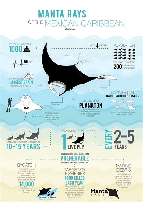 Did you know that manta rays have the largest brain to body ratio of ...