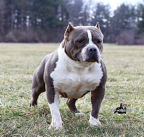 American Bully Puppies For Sale | Elkhart, IN #181487