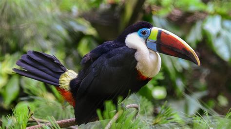 wallpaper toucan, bird, beak HD : Widescreen : High Definition : Fullscreen