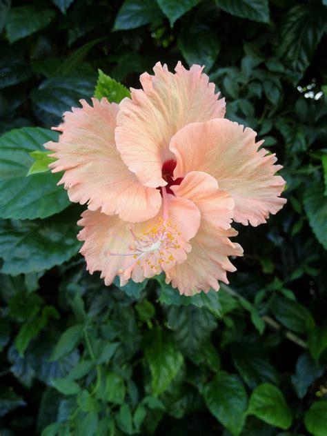 Hawaiian Hibiscus by joeyartist on DeviantArt