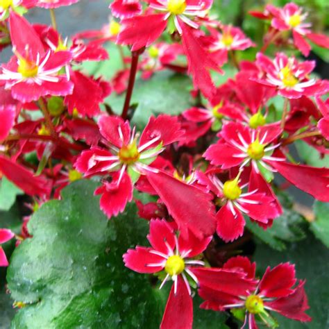 Hayloft Plants 3 x Autumn Flowering Saxifraga - QVC UK