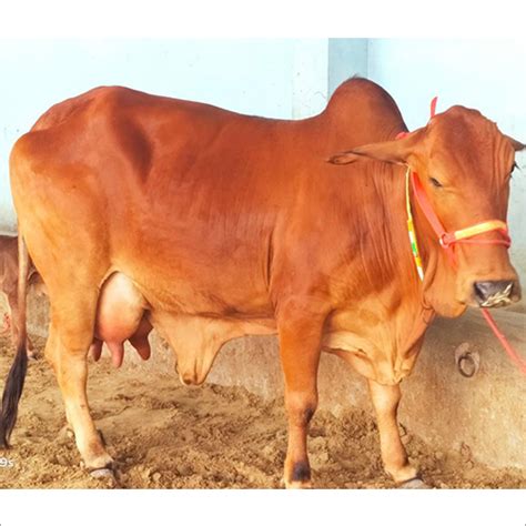 Sahiwal Cow at Affordable Price, Sahiwal Cow Manufacturer in Punjab, India