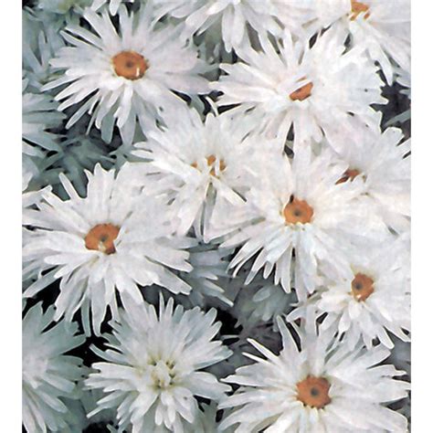 Shasta Daisy Seeds – NE SEED