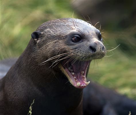 Researchers crack the code of otter chatter | Animal Behaviour | Earth ...