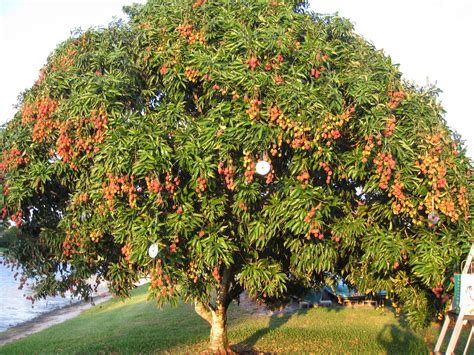 Lychee Fruit Nutritional Value | 3 Superfood Benefits | Lychee tree ...