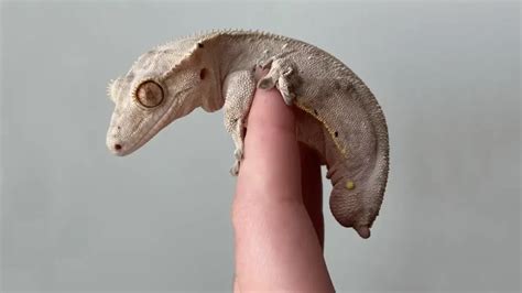 Do Crested Geckos Sleep with Their Eyes Open - Gecko Expert